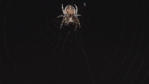 Araña en la web, come presas — Vídeos de Stock