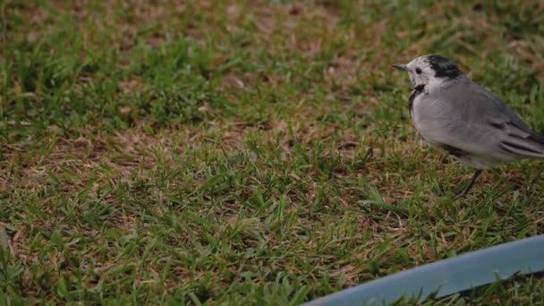 Aves silvestres lavandera blanca en la hierba — Vídeos de Stock
