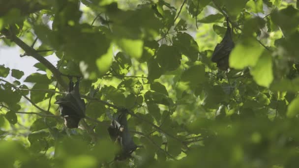Vliegende vossen opknoping op een boomtak en de afwas — Stockvideo