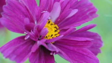 Güzel çiçek, bulanık arkaplanda yakın plan