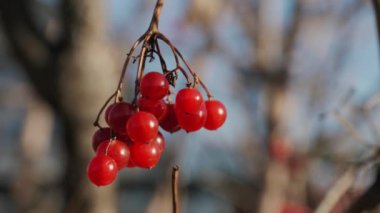 Bir dalda Viburnum çileği