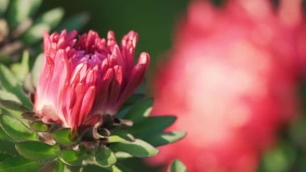 Aster flower bush, close-up — Stock Video