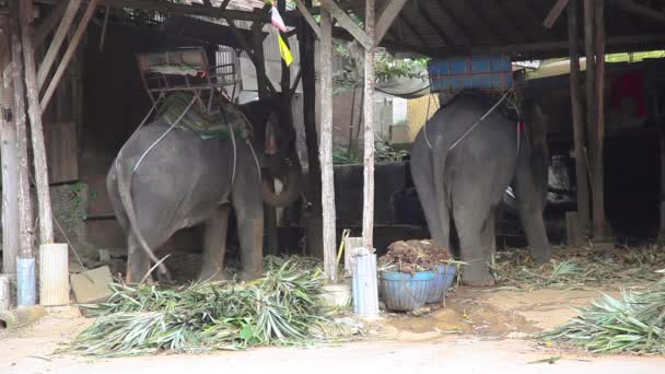 Elephants eating, Ταϊλάνδη — Αρχείο Βίντεο
