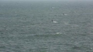 Dalgalar sörf Kitesurfer