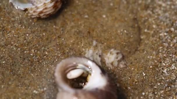 Krabben liggen begraven in het zand. — Stockvideo