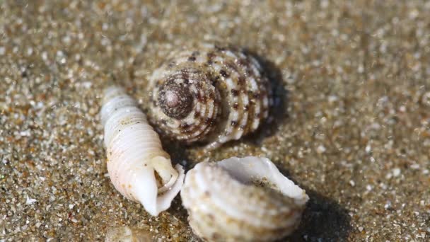 Conchas de caranguejo eremita na areia — Vídeo de Stock