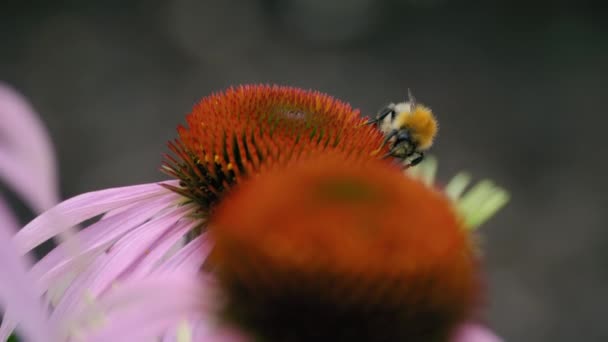 Abejorro en la naturaleza, verano — Vídeo de stock