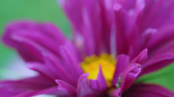 Крупним планом рожева квітка cosmeya — стокове відео