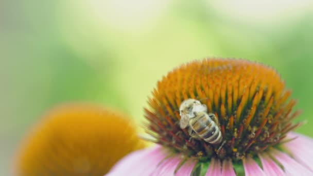 Pszczoła na niewyraźnym tle — Wideo stockowe