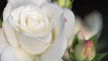 Beyaz bahçe gülü, üst manzara