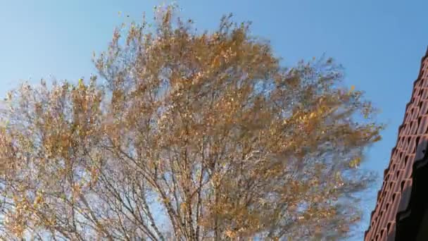 노랑 잎자루가 달린 가을 자작나무. — 비디오