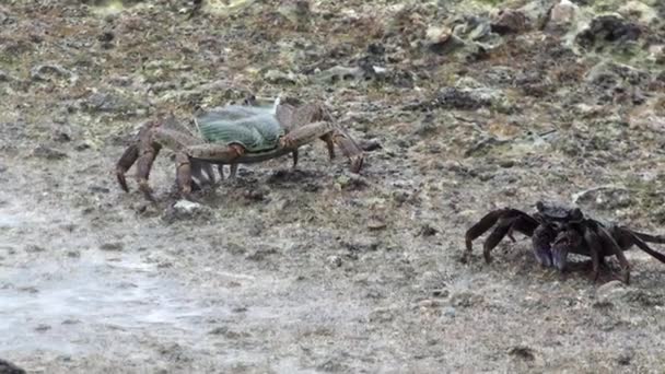 Крабы на берегу моря — стоковое видео