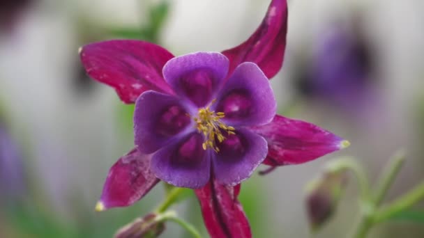 Krásné šeříkové květy aquilegia — Stock video