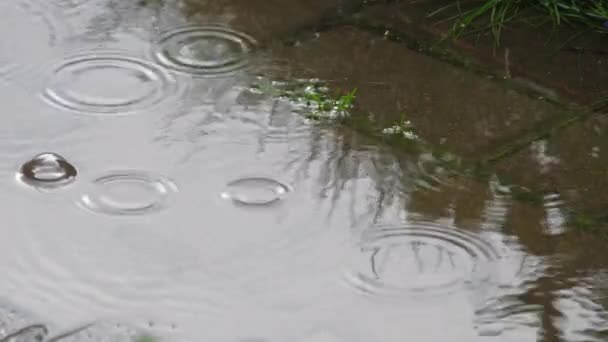빗방울 이 흙탕물 속에서, 억수 같이 쏟아진다 — 비디오