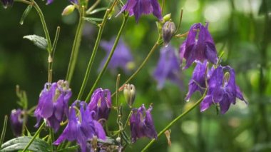 Aquilegia yağmur altında, yaz