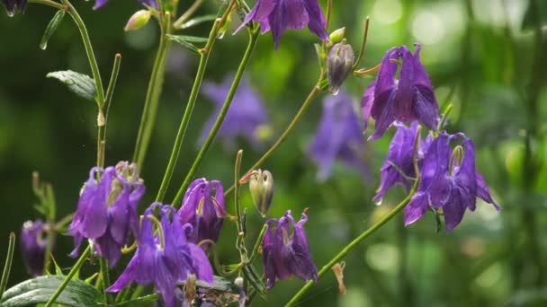 Aquilegia yağmur altında, yaz — Stok video