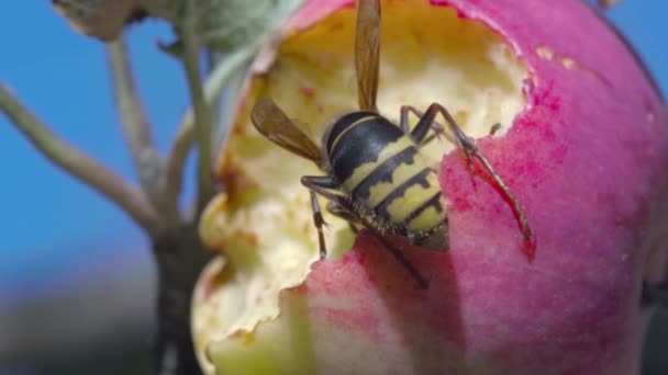 Getingen äter ett äpple — Stockvideo