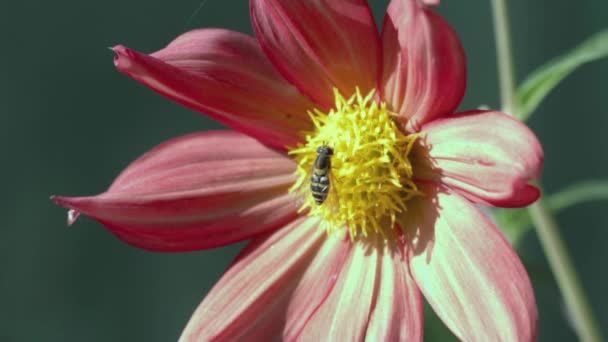 Blomflugor på en röd blomma — Stockvideo