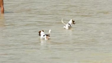 Deniz köpekleri, sahil