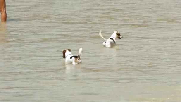 Psi na moři, pobřeží — Stock video