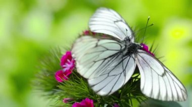 Kelebekler bir çiçekte çiftleşir