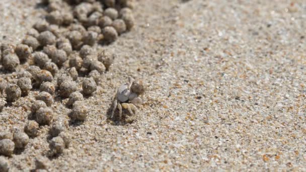 Granchio di sabbia e palline di sabbia — Video Stock