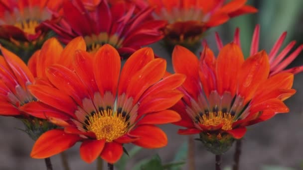 Flores de Gazania Roja — Vídeos de Stock