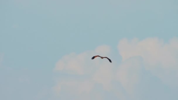 Vogel brahmaanse vlieger op lucht achtergrond — Stockvideo