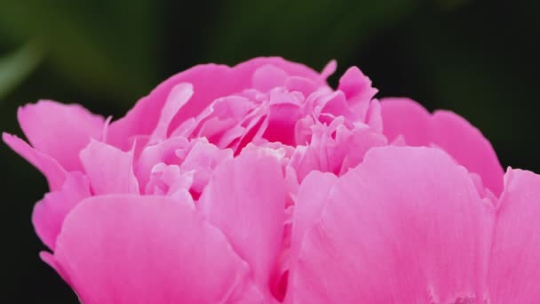 Rosa Peônia flor e formiga — Vídeo de Stock