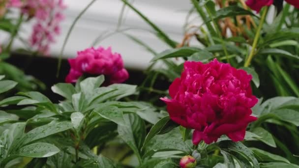 Red Peony flowers after rain — Stok Video