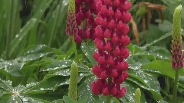 Lupine florescendo sob chuva de verão — Vídeo de Stock