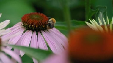 Bahçede Echinacea, yaz
