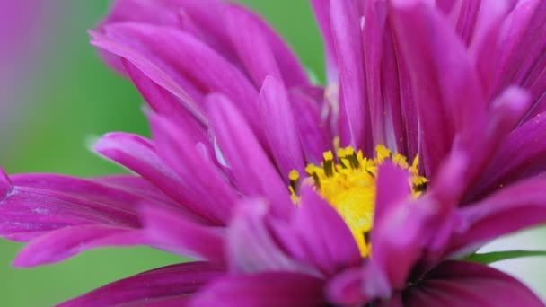 美丽的粉红花朵的特写 — 图库视频影像