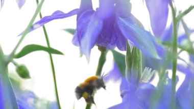 Çiçekteki yaban arısı, yaz