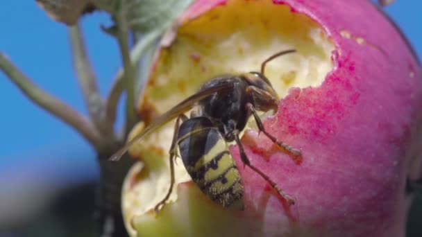 Hornissen fressen einen Apfel — Stockvideo