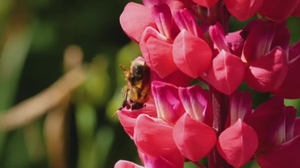 Bumblebee on red lupine flower — Stock Video