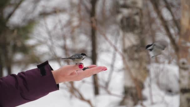 Vögel picken Samen aus der Hand — Stockvideo