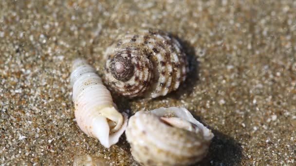 Conchas de caranguejo eremita na areia — Vídeo de Stock