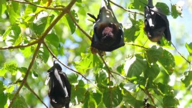 Similan Adası 'nda Uçan Tilkiler