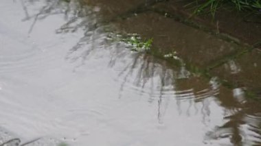 Yağmur, su birikintisine damlalar