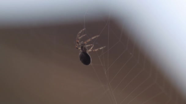 Κοντινό πλάνο, αράχνη στον ιστό — Αρχείο Βίντεο