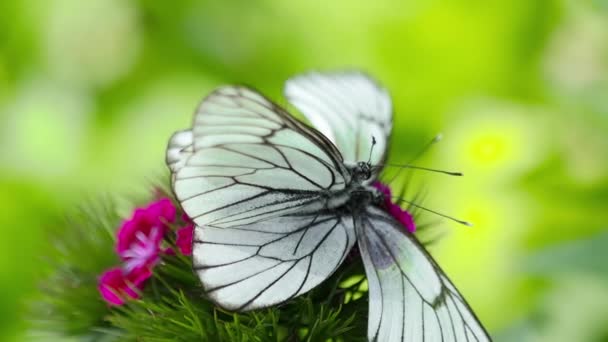 蝴蝶在大自然中，夏天 — 图库视频影像