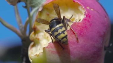 Eşek arısı tatlı meyve yer.