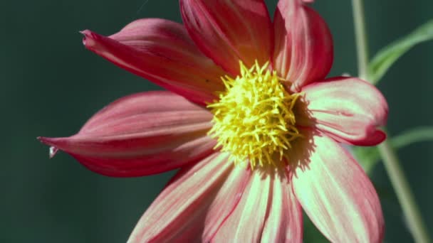 Κόκκινο λουλούδι στον ήλιο — Αρχείο Βίντεο