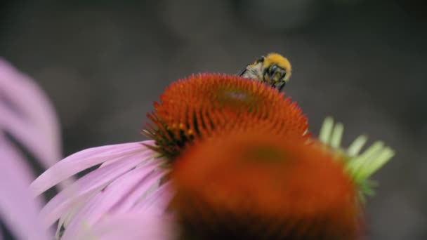 여름의 자연, 호박벌 — 비디오