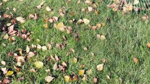 Gefallene gelbe Blätter, Herbst — Stockvideo