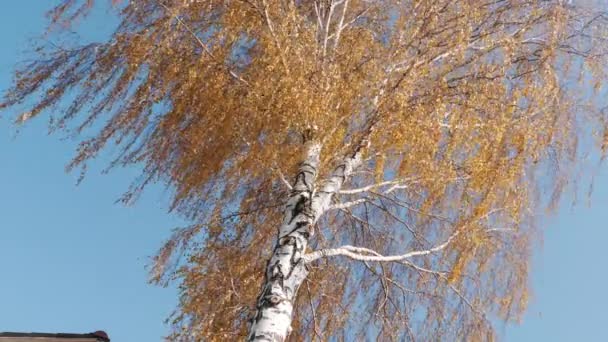 Träd med gula blad, höst — Stockvideo