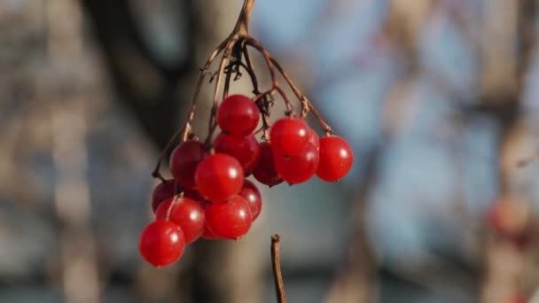 Zweig des roten Viburnums, Herbst — Stockvideo