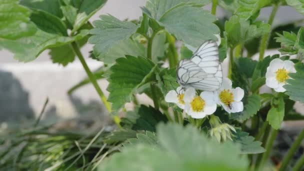 Mariposa blanca veteada negra — Vídeos de Stock