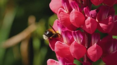 Bumblebee üzerinde kırmızı Lupine çiçek